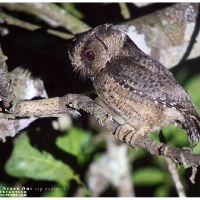 Philippine (Everett's) Scops-Owl