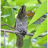 Philippine Frogmouth