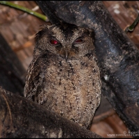 Philippine (Everett's) Scops Owl
