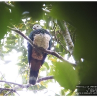 Pink-bellied Imperial Pigeon