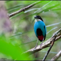 Steere's (Azure-breasted) Pitta
