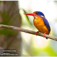 Variable Dwarf-Kingfisher