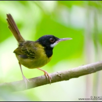 Yellow-breasted Tailorbird