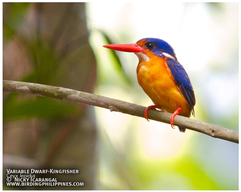 Variable Dwarf-Kingfisher