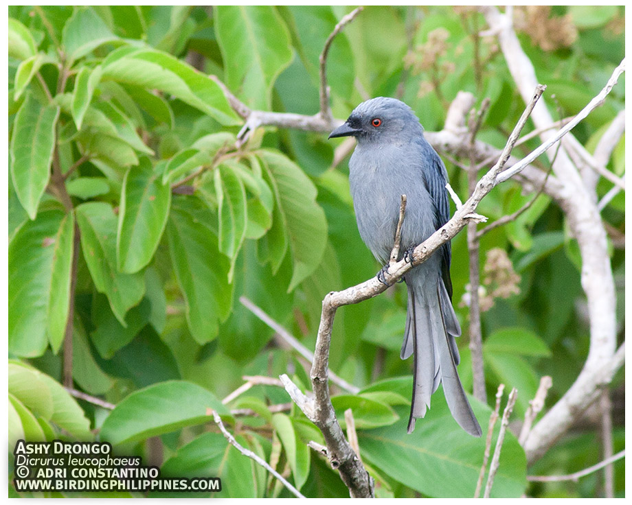 Ashy Drongo