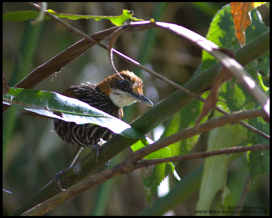 Falcated Ground-Babbler