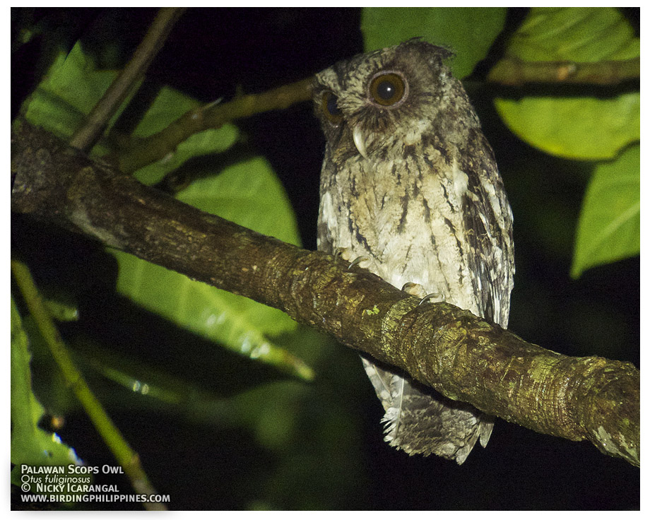 Palawan Scops-Owl