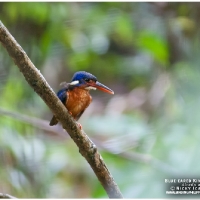 Blue-eared Kingfisher