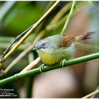 Striped Tit Babbler