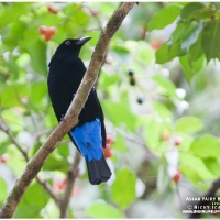 Asian Fairy Bluebird