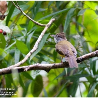 Grey-cheeked Bulbul