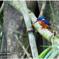 Blue-eared Kingfisher