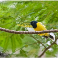 Palawan Tit