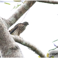 Crested Goshawk