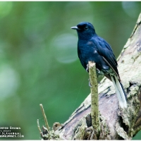 White-vented Shama