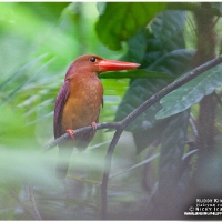 Ruddy Kingfisher