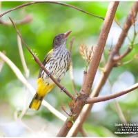 Dark-throated Oriole