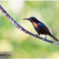 Copper-throated Sunbird