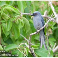 Ashy Drongo