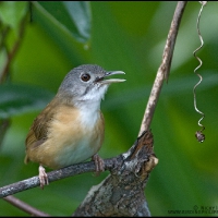 Ashy-headed Babbler