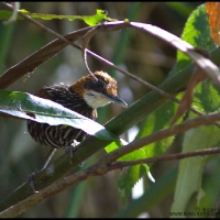 Falcated Ground Babbler