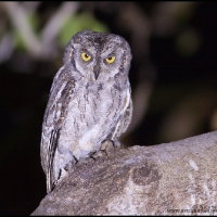 Mantanani Scops Owl