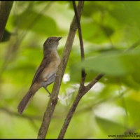 Melodious Tree Babbler