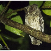 Palawan Scops-Owl