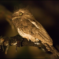 Palawan Frogmouth