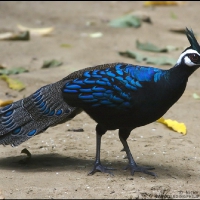 Palawan Peacock Pheasant