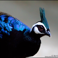 Palawan Peacock Pheasant