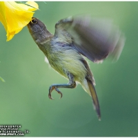 Pale Spiderhunter