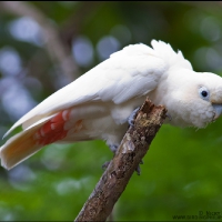 Philippine Cockatoo