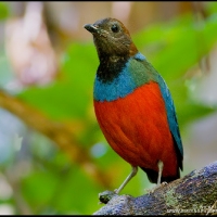 Red-bellied Pitta