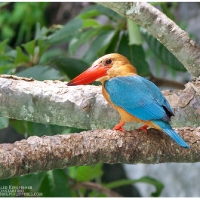 Stork-billed Kingfisher