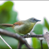 Striped tit babbler