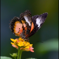 Lacewing (Cethosia boholica)