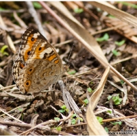 Blue Pansy (female) (Junonia orythia)