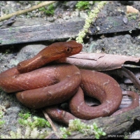 Common Mock Viper (Psammodynastes pulverulentus)