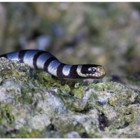 Banded Sea Krait