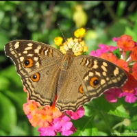 Lemon Pansy (Junonia lemonias)