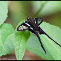 Green Dragontail (Lamproptera meges)