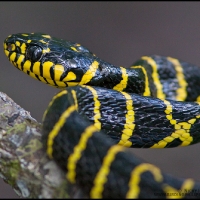 Mangrove snake