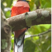 Philippine Trogon