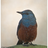 Blue Rock-thrush