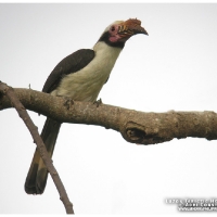 Luzon (Tarictic) Hornbill