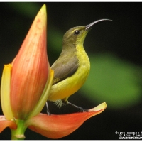 Olive-backed Sunbird