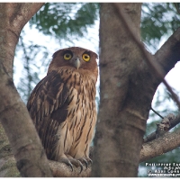 Philippine Eagle-Owl