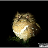 Philippine Frogmouth