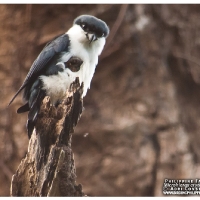 Philippine Falconet